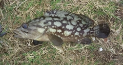 Epinephelus erythrurus