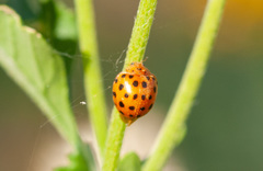 Henosepilachna sumbana