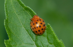 Henosepilachna sumbana