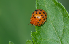 Henosepilachna sumbana