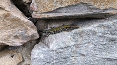 Podarcis muralis
