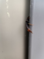 Platydracus praetermissus