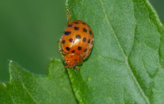 Henosepilachna sumbana