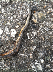 Diadophis punctatus modestus