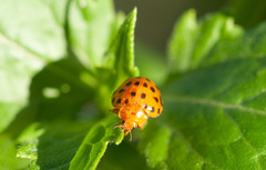 Henosepilachna sumbana