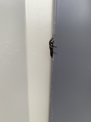 Platydracus praetermissus