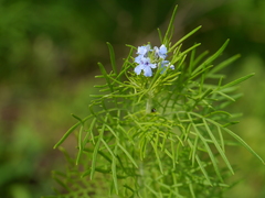 Lavandula bipinnata