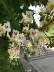 Aesculus hippocastanum