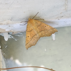 Odontopera bilinearia