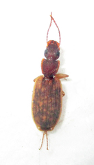 Platytarus tessellatus