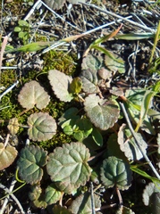 Dracocephalum nutans