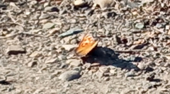 Nymphalis xanthomelas