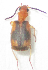 Brachininae
