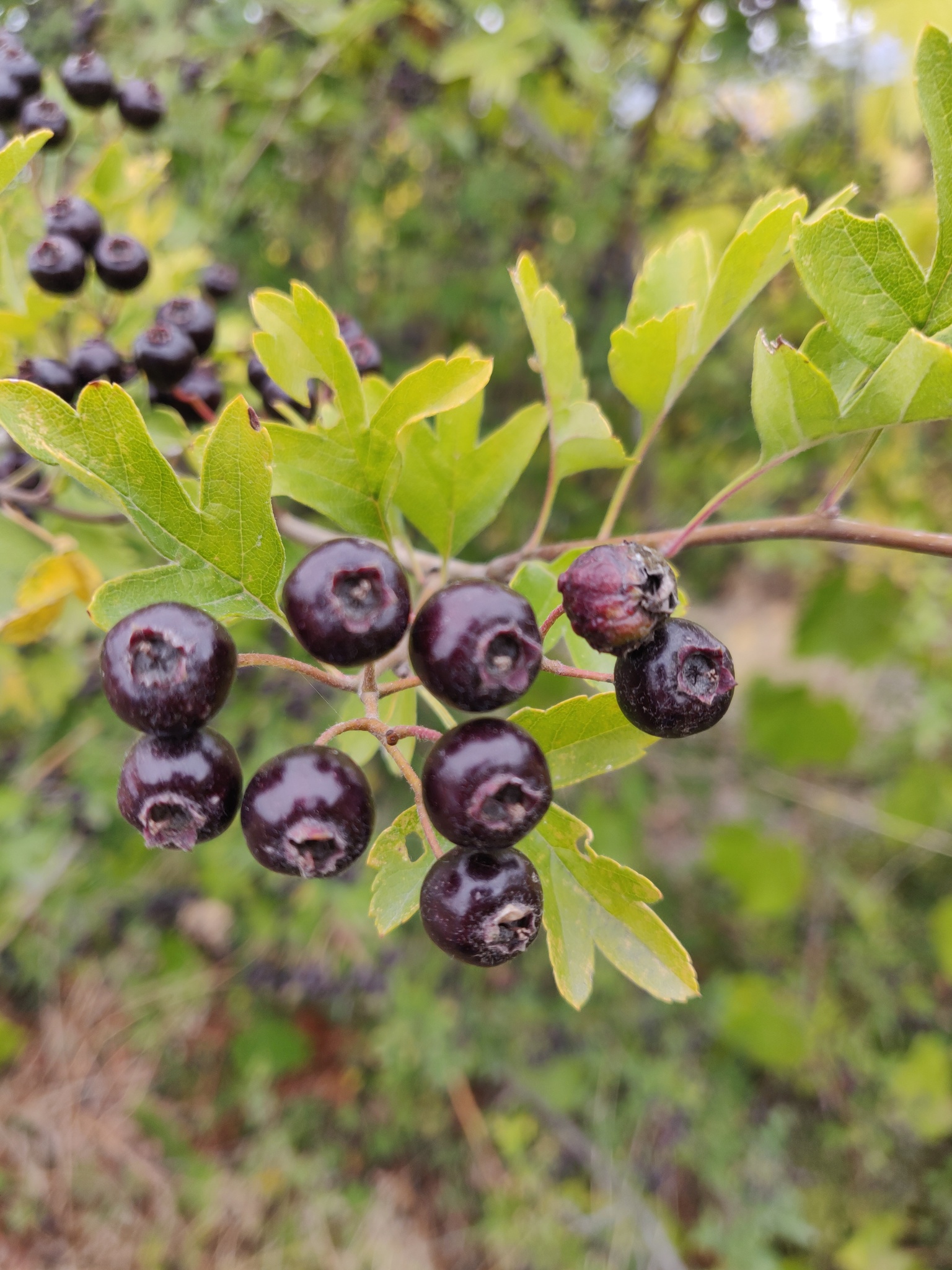 Crataegus pentagyna