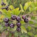 Five-seeded Hawthorn - Photo (c) Богданович Светлана, some rights reserved (CC BY-NC), uploaded by Богданович Светлана