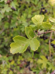 Crataegus pentagyna