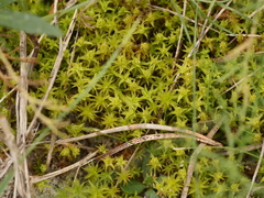Syntrichia ruraliformis