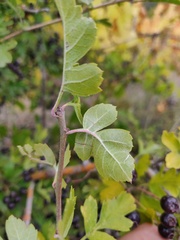 Crataegus pentagyna