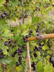 Crataegus pentagyna