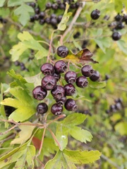 Crataegus pentagyna