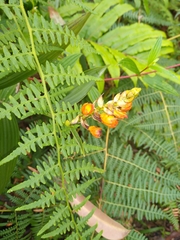 Elleanthus aurantiacus