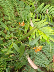 Elleanthus aurantiacus