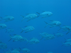 Trachinotus blochii