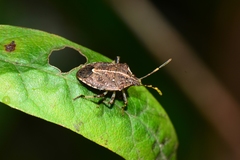 Oncocoris geniculatus
