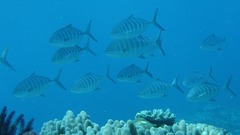 Ferdauia ferdau
