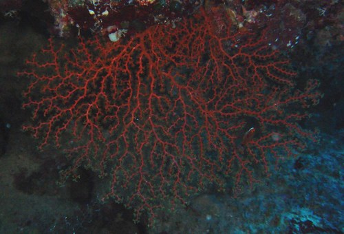 Keroeides observed 2007-08-15