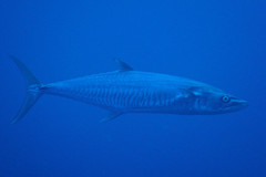 Scomberomorus commerson