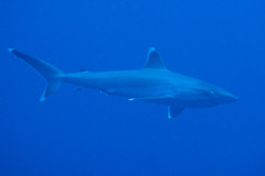 Carcharhinus albimarginatus