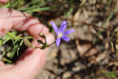 Brodiaea filifolia