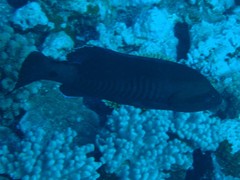 Gracila albomarginata