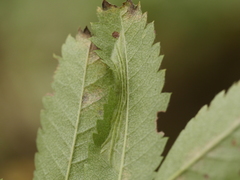 Phyllonorycter sorbi
