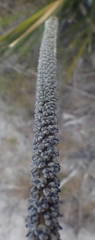 Lomandra hastilis