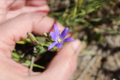 Brodiaea filifolia