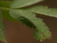 Phyllonorycter sorbi