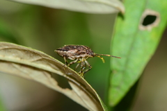 Oncocoris geniculatus