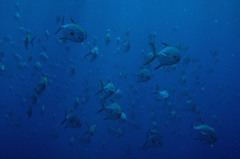 Trachinotus blochii