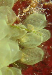 Perophora modificata