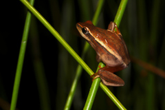 Hyperolius horstockii