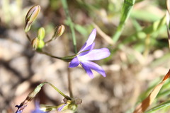 Brodiaea filifolia