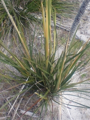 Lomandra hastilis