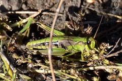 Chorthippus fallax fallax