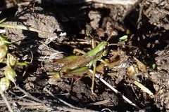 Chorthippus fallax fallax