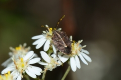 Oncocoris geniculatus