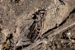 Chorthippus fallax fallax