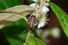 Oncocoris geniculatus