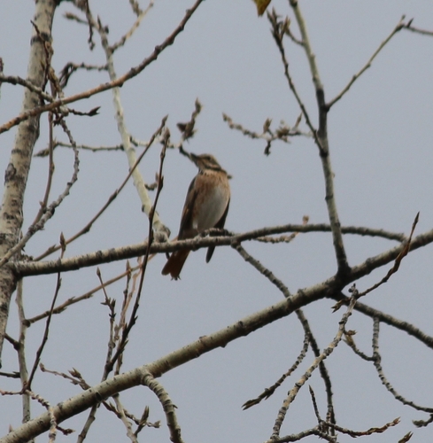 Zorzal de Naumann (Turdus naumanni)